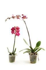 Two Pink Orchid Plants Showcased in Clear Container with Visible Roots and Soil
