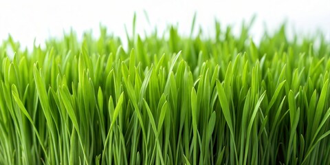 Fototapeta premium Green grass isolated on white background. Natural