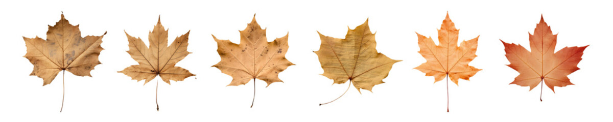 Brown dried leaves png on transparent background