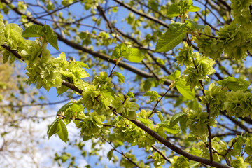 green leaves and blue sky