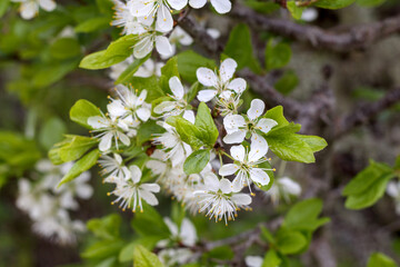 
white cherry blossom on a background of green leaves