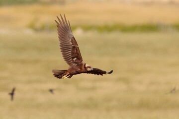Obraz premium Female sub adult western marsh harrier Circus aeruginosus on spring migration