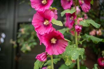 Majestätische Stockrosen in voller Blüte – Ein Farbenmeer im Garten