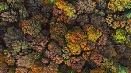 Aerial top down view of top of autumn forest with light wind background