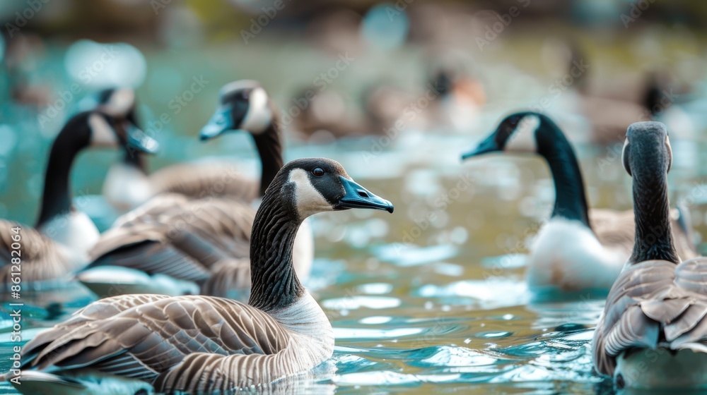Poster a close-up of geese on a spring day floating in the lake.