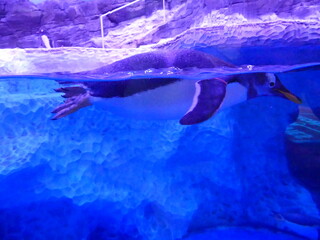 Manchot dans un aquarium