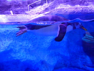 Fototapeta premium Manchot dans un aquarium