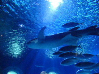 Requins aquarium