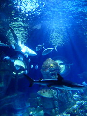 Poissons aquarium