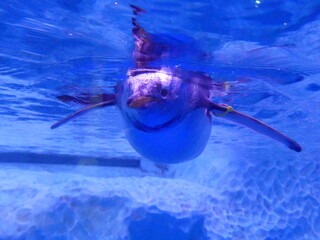 Manchot qui nage dans un aquarium
