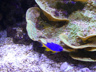 Poissons dans un aquarium