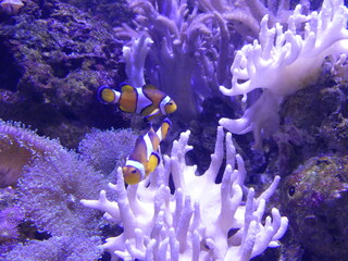 Poisson clown dans un aquarium
