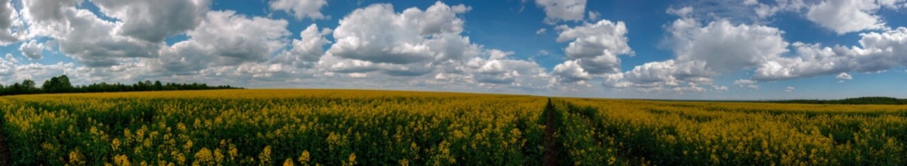 Obraz premium Panorama of yellow rapeseed valley. The mountains and the beautiful spring sky in the background