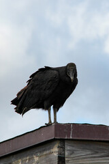 vulture perched on a tree
