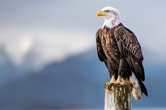 Alaskan bald eagle sitting on a pier piling