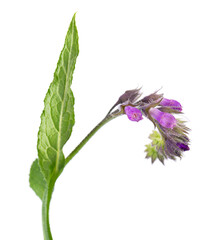 Comfrey flowers isolated on white background. Symphytum officinale plant. Comfrey bush with flowers. Herbal medicine. Clipping path.
