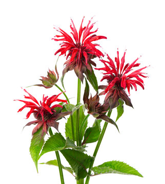 Monarda flowers isolated on a white background. Bergamot flowers. Oswego tea, scarlet beebalm.