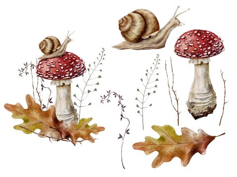 Snail on fly agaric, mushroom , grass and oak leaves, forest composition watercolor on a white background. For children’s print or fall holiday decorations.