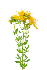 St. John's wort flowers isolated on white background. Hypericum flowers close up. Herbal medicine....