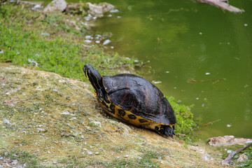turtle on the grass