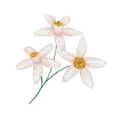 Fototapeta premium Watercolor illustration. Hand painted branches with blooming white, pink flowers, petals. Orange, grapefruit, tangerine, lemon, lime, pomelo flowers. Citrus fruits. Isolated floral clip art