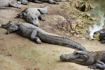 alligator in the everglades
