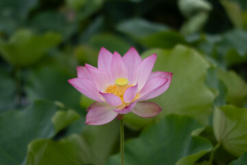 初夏を告げる花