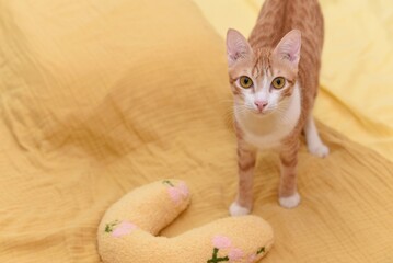 orange cat on yellow blanket with yellow toy