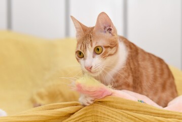 portrait of young yellow white cat