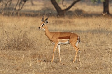 Fototapeta premium Chinkara/Indian gazelle (Gazella bennettii), Ranthambhore National Park, Rajasthan, India