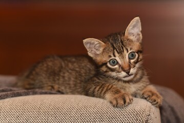 5 weeks old kitten tabby lying on the sofa
