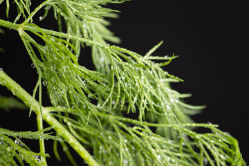 in drops of pure water green dill to add as spices