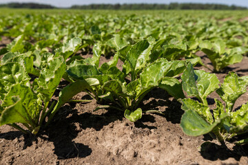 a field with white beetroot for the production of white beet sugar