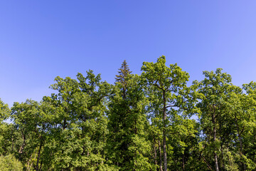 trees in sunny weather against a blue sky background
