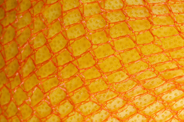 ripe citrus packed for storage