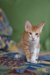 3 months old kitten on colourful background