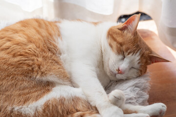 可愛い猫の寝顔　茶トラ白