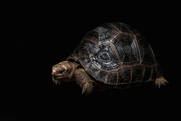 The Galápagos Tortoise (Chelonoidis niger) is a very large species of tortoise. The species and can weigh up to 400kg and lifespans over 100 years.