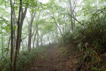 Obraz premium 霧に包まれた森