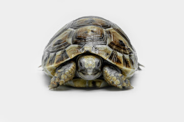 Juvenile Golden Greek Tortoise (Testudo graeca terrestris). As they grow older, the color of their carapace tends to change to a more golden yellow.