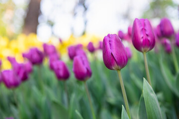 Purple tulip field in the park