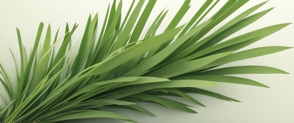Fototapeta premium lemongrass leaves background top view banner with copy space