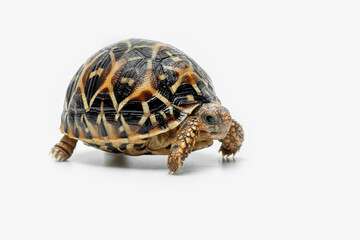 Naklejka premium The Indian Star Tortoise (Geochelone elegans) is a tortoise species native to India, Pakistan and Sri Lanka.