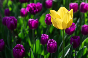 Yellow tulips in the park