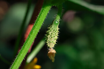 Green cucumber plant with a small cucumber growing on it.  Young cucumber is green and has a fry flower