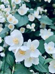 Tender white jasmine blossom, blooming jasmine bush