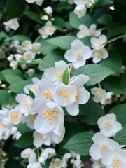 Tender white jasmine blossom, blooming jasmine bush
