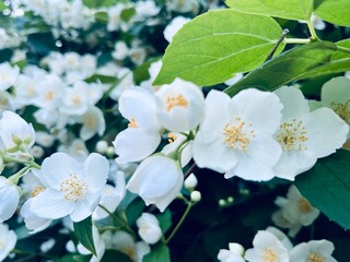 Tender white jasmine blossom, blooming jasmine bush