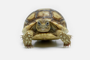The Sulcata Tortoise or the African spurred tortoise (Centrochelys sulcata), is the most popular...