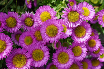 Fototapeta premium pretty flower background. fresh summer blooming garden flowers with purple pink petals. floral backdrop